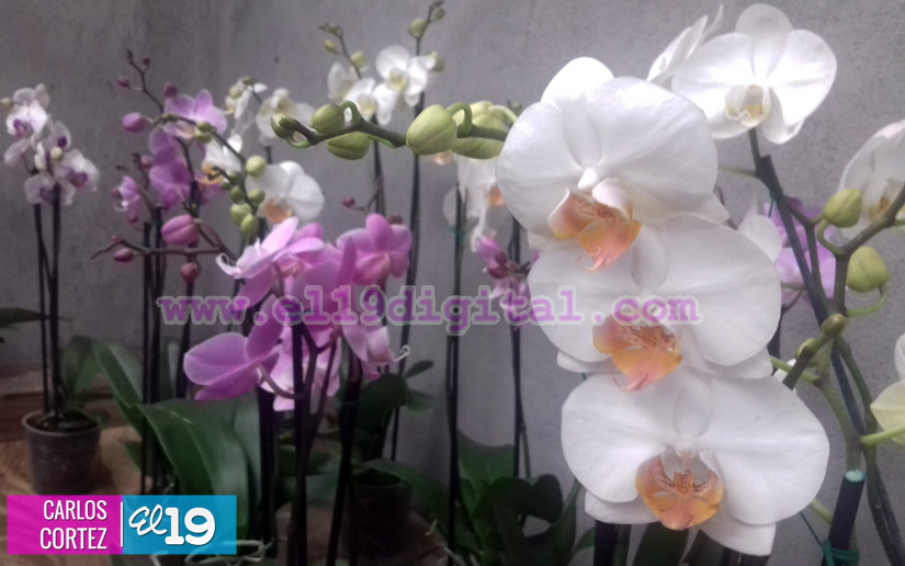 orquideas